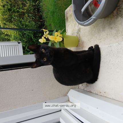 Photo 1/1 Shadow Chat perdu à Flixecourt