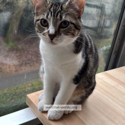 Photo de chat perdu à Rennes