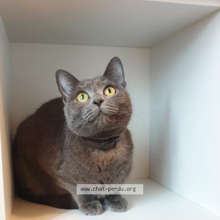 Photo de chat perdu à Lingolsheim