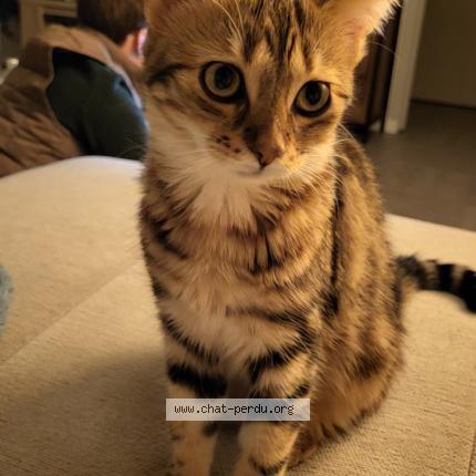 Photo de chat perdu à Poitiers