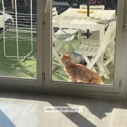 Photo de chat perdu à Chevilly