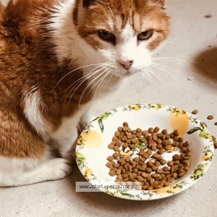 Photo 1/1 Chat retrouvé Trouvé à Velars Sur Ouche
