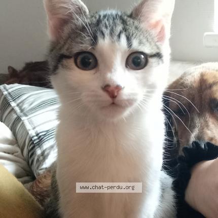 Photo de chat perdu à Niederbronn