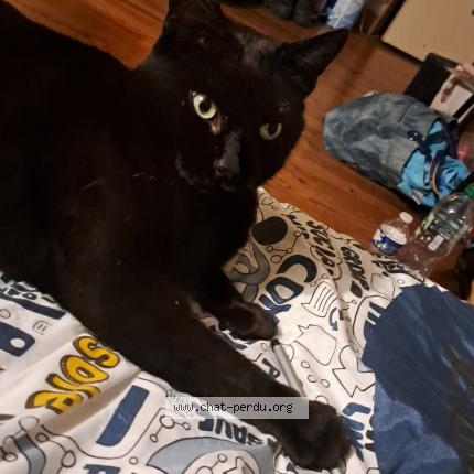 Photo de chat perdu à Troissereux
