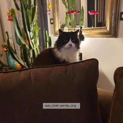 Photo de chat perdu à Saint Genis Des Fontaines