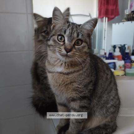 Photo 1/1 Tituba alias titi Chat perdu à Mons