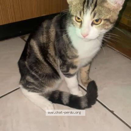 Photo 1/1 Filou Chat perdu à Lacroix sur meuse