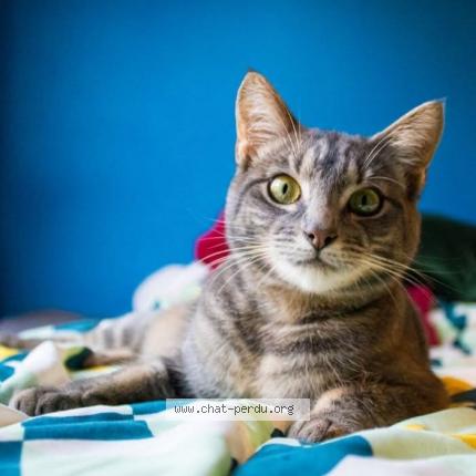 Photo de chat perdu à Trosly Loire