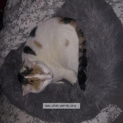 Photo de chat perdu à Tours Sur Marne