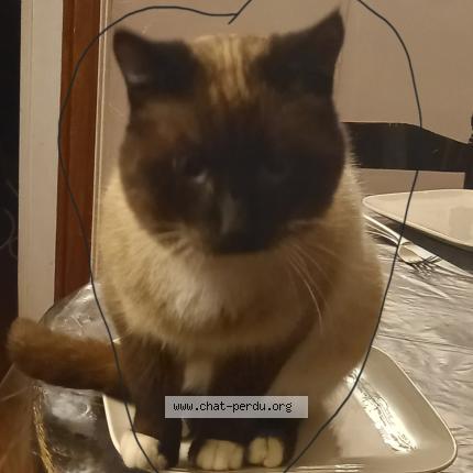 Photo de chat perdu à Boigny Sur Bionne