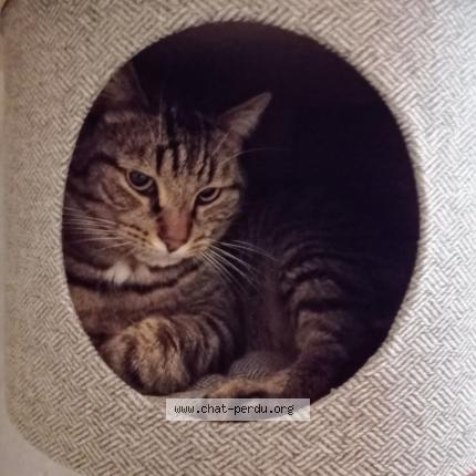 Photo de chat perdu à Luneville
