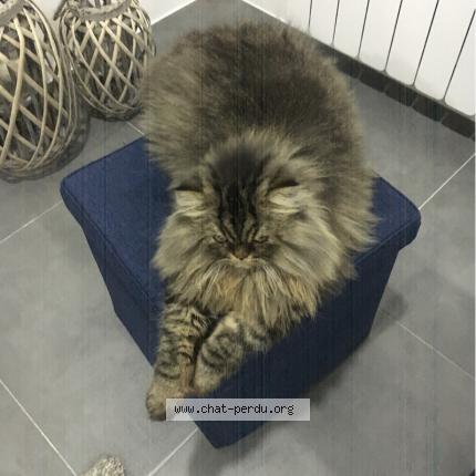 Photo de chat perdu à Guilvinec
