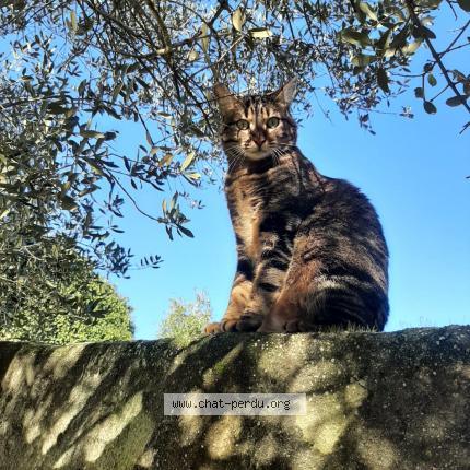 Photo de chat perdu à Rocbaron