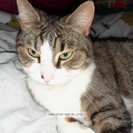 Photo 1/1 Chat retrouvé Perdu à Montpellier
