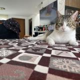 Photo de chat perdu à Quito