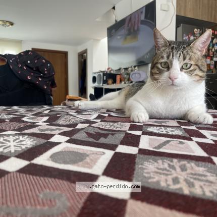 Photo 1/1 Felipe Chat perdu à Quito