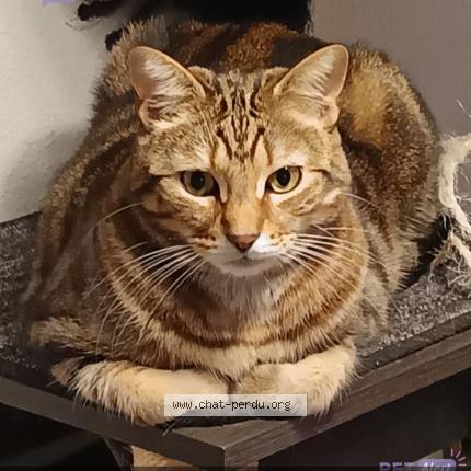Photo 1/1 Chat retrouvé Perdu à Lons
