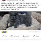 Photo de chat perdu à Pampanga