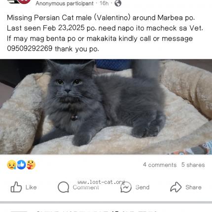Photo 1/1 Valentino Chat perdu à Pampanga