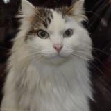 Photo de chat trouvé à Saint Martin De Brethencourt