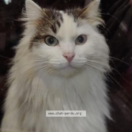 Photo 1/1 Chat retrouvé Trouvé à Saint martin de brethencourt
