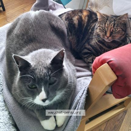 Photo 1/2 Chat retrouvé Perdu à Limoges