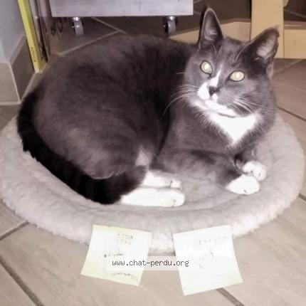 Photo 2/2 Chat retrouvé Perdu à Limoges
