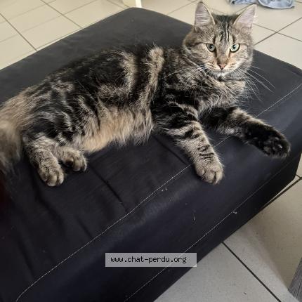 Photo 1/1 Ma fifille ou Mon chat Chat perdu à Sain georges de didonne