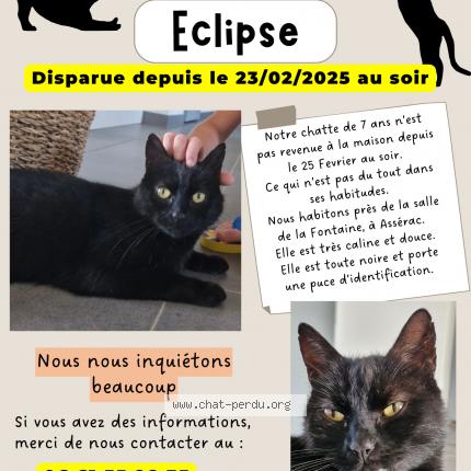 Photo de chat perdu à Asserac