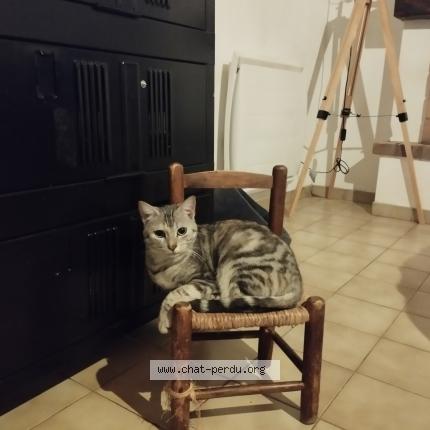 Photo 1/1 Yoda Chat perdu à Moutiers les mauxfaits