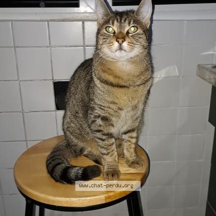 Photo 1/1 Chat retrouvé Perdu à 77470 Trilport