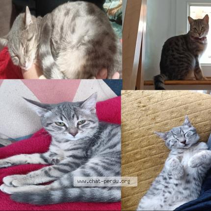 Photo 1/1 Chat retrouvé Perdu à Ittenheim