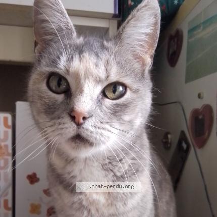 Photo de chat perdu à Montjean