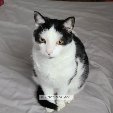 Photo de chat perdu à Richtolsheim