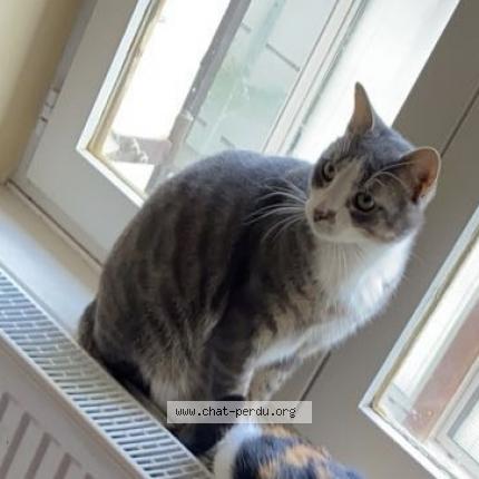 Photo 1/1 Chat retrouvé Perdu à Bellevesvre