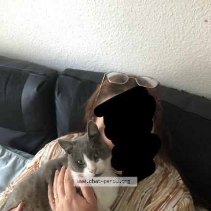 Photo de chat perdu à Joigny