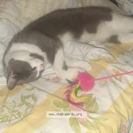 Photo 2/2 Chat retrouvé Perdu à Joigny