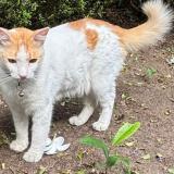 Photo de chat perdu à Ernakulam