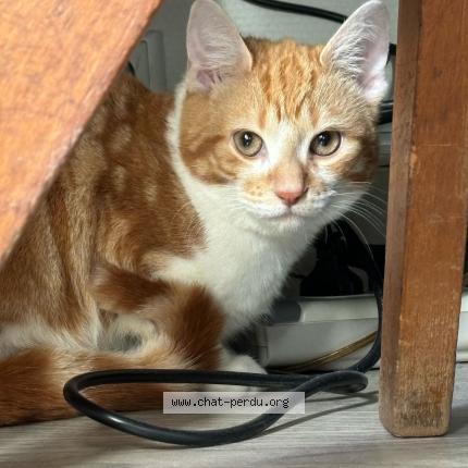 Photo de chat perdu à Compiegne