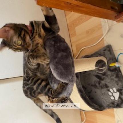 Photo 1/1 Chat retrouvé Perdu à Toulouse