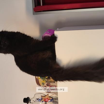 Photo de chat perdu à Grasse