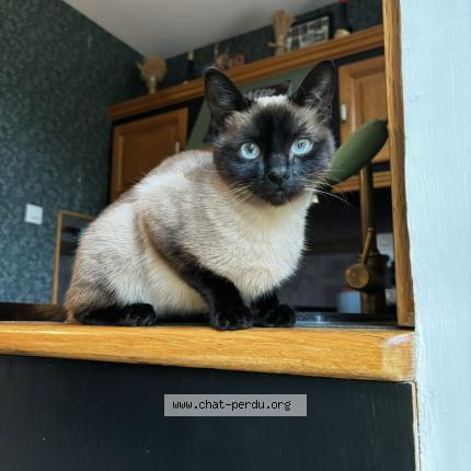 Photo 1/1 Chat retrouvé Perdu à Boulogne Sur Mer