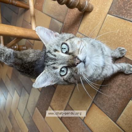 Photo de chat perdu à Erbray