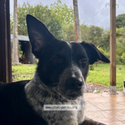 Photo 1/1 Nawak Chat perdu à St benoit