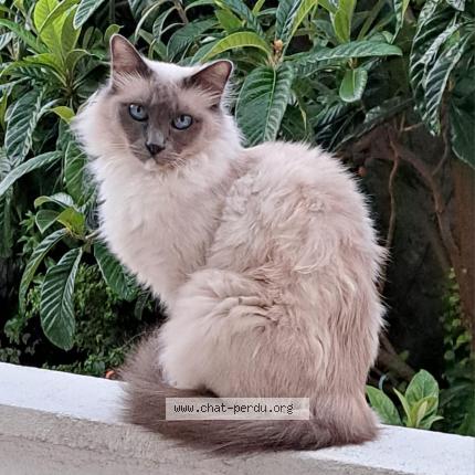 Photo 1/1 Chat retrouvé Perdu à Herblay