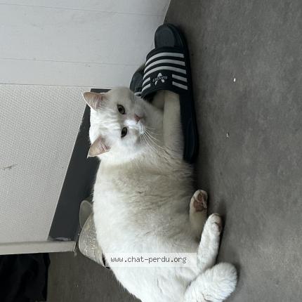 Photo 1/1 Oggy Chat perdu à Valframbert