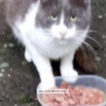 Photo 1/1 Chat retrouvé Perdu à Saint Nicolas De Port