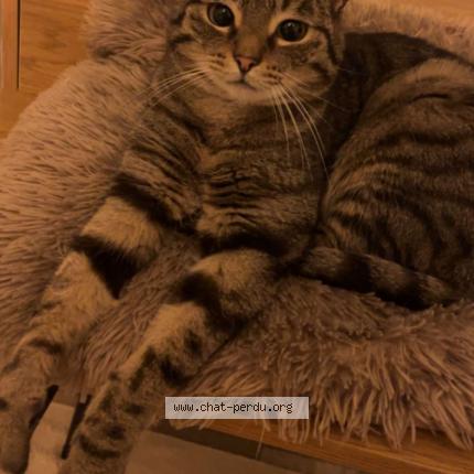 Photo 1/1 Ruben Chat perdu à Hadol