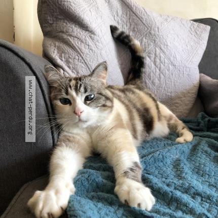 Photo 1/1 Lou Chat perdu à Condat sur trincou