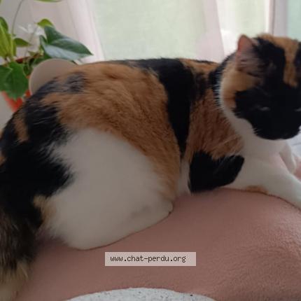 Photo de chat perdu à Lanester